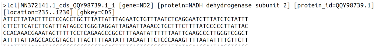 MN372141 gene ND2 image